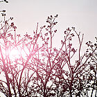 Stechpalme Stechpalme